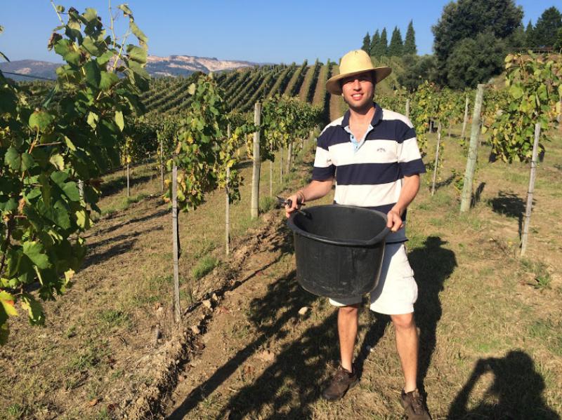 Wine Crop at Paço de Calheiros